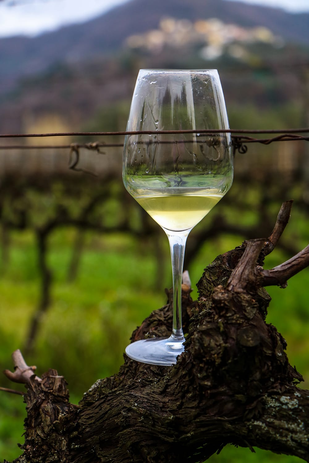 Cos'è il vino naturale | Vite Sparse